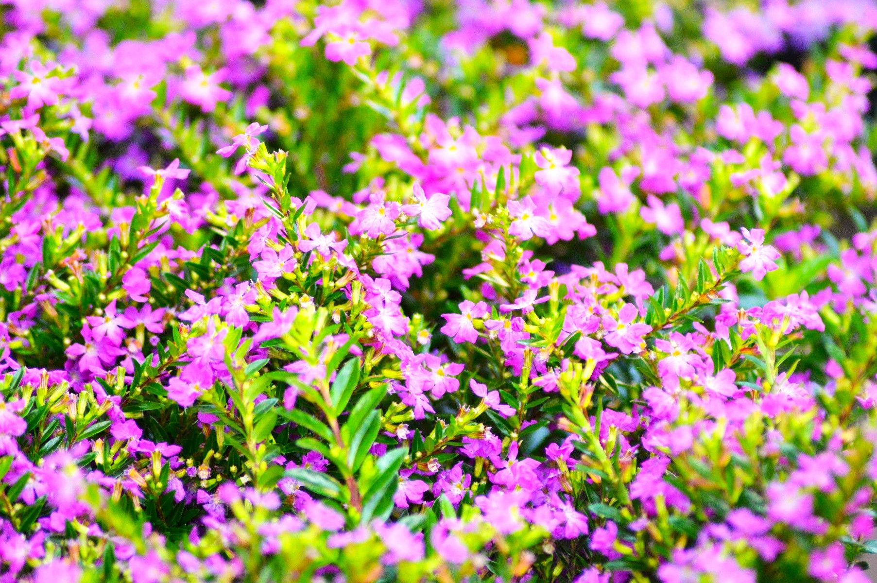 Beispielarbeit von Grefrather Floristik Gabriele Wolters - veröffentlicht auf Gartenbau.org
