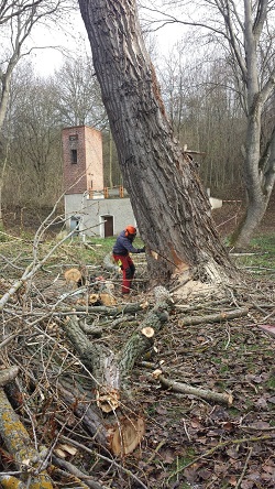Beispielarbeit von Dreienbrunnen e.G. Erfurt - veröffentlicht auf Gartenbau.org