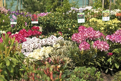 Beispielarbeit von Erzgebirgische Baumschulen Schurig - veröffentlicht auf Gartenbau.org