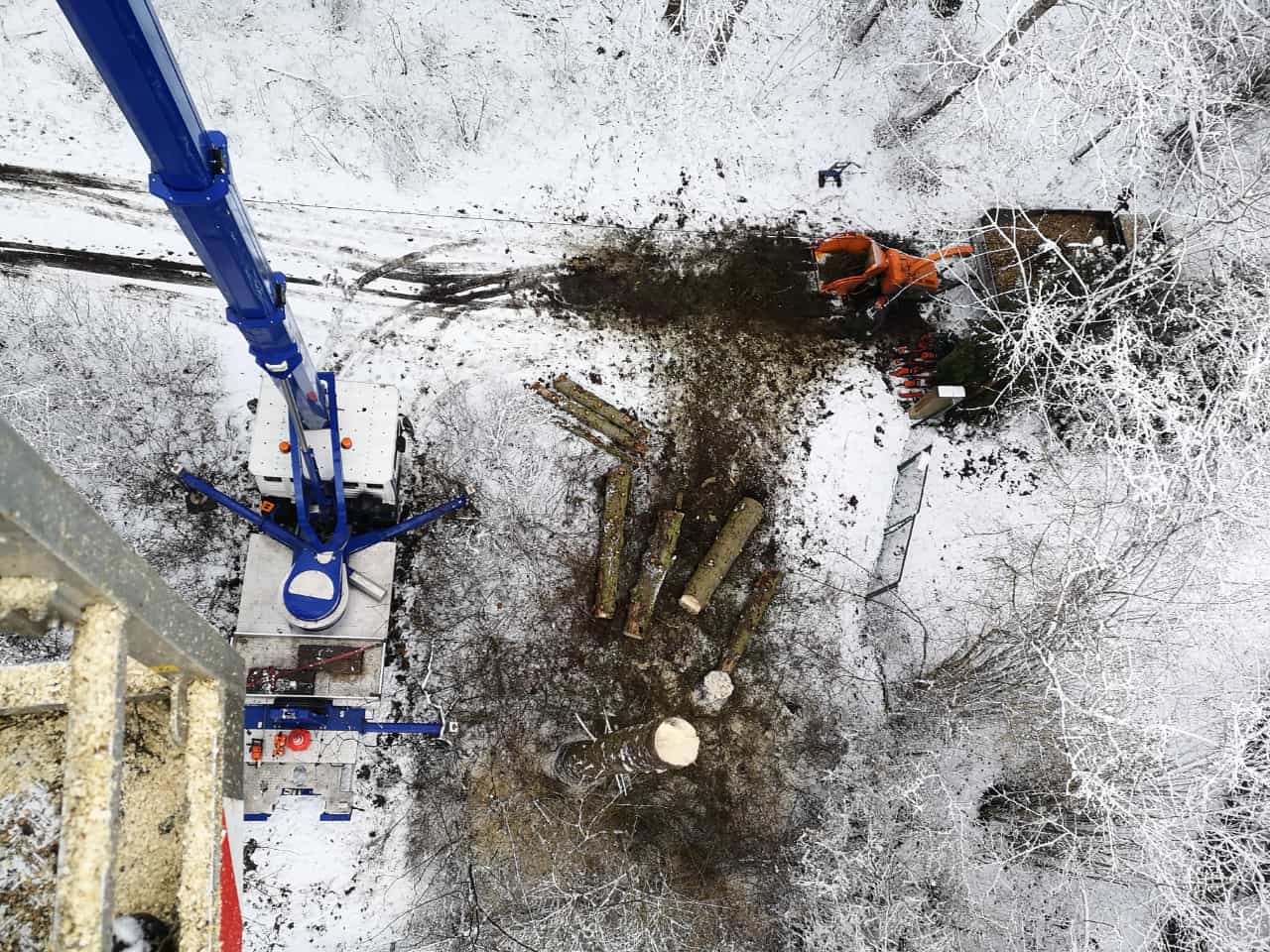 Beispielarbeit von Baumpflege mit Seilklettertechnik Sebastian Körber - veröffentlicht auf Gartenbau.org