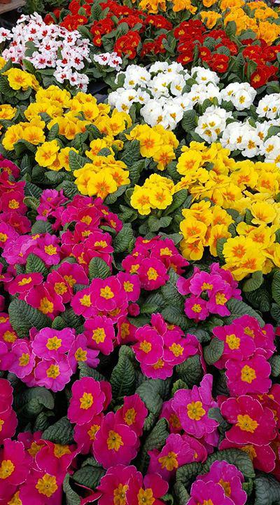 Beispielarbeit von Blumenhaus Birgit - veröffentlicht auf Gartenbau.org