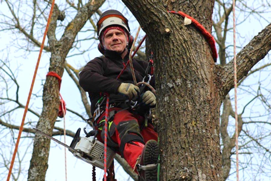 Beispielarbeit von Fischer Danny Baum- und Gartenpflege - veröffentlicht auf Gartenbau.org