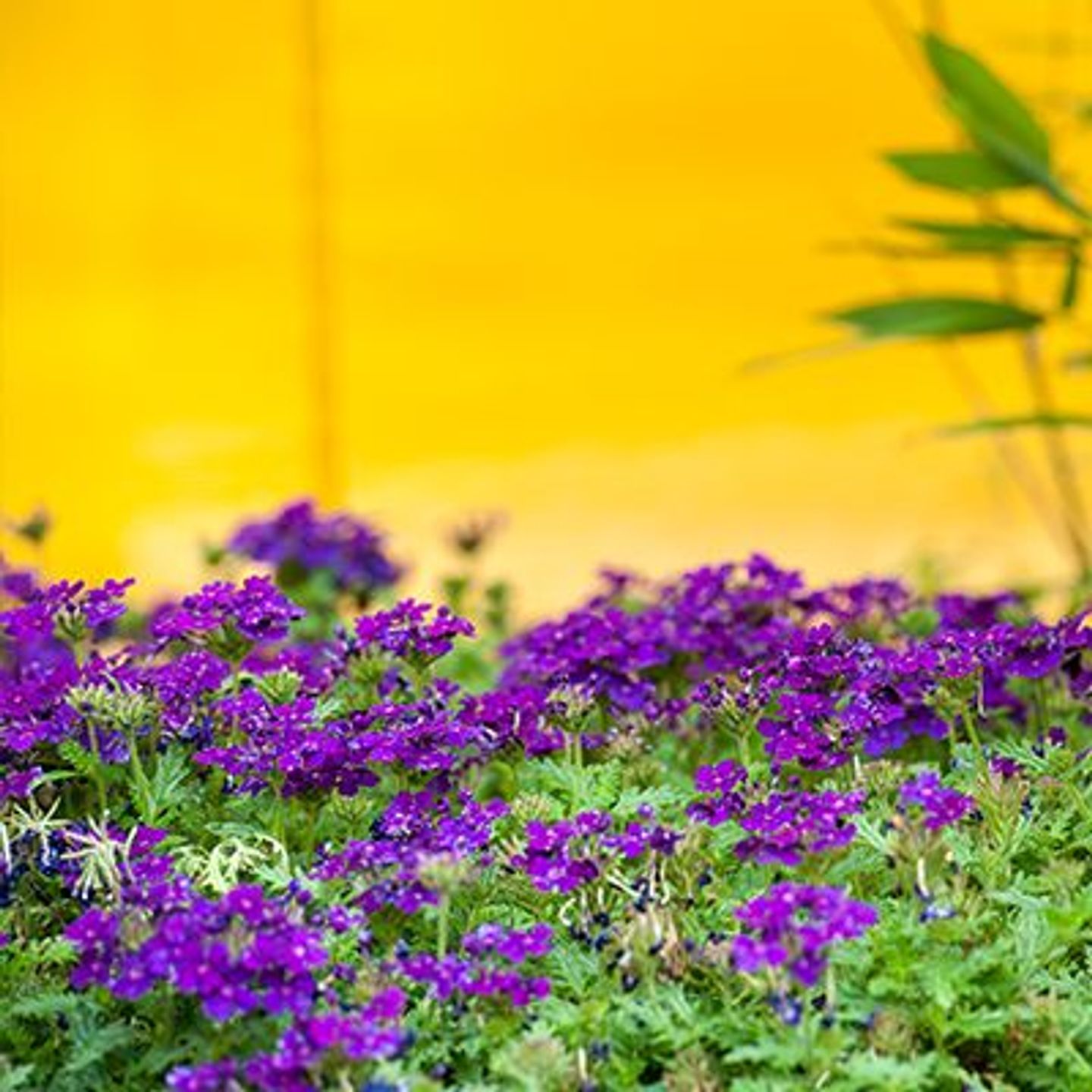 Beispielarbeit von Nordgrün Nürnberg - veröffentlicht auf Gartenbau.org