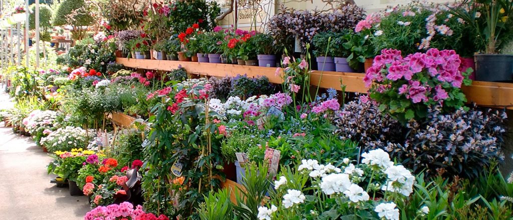 Beispielarbeit von Gartenfachmarkt Zschopauer Straße - veröffentlicht auf Gartenbau.org