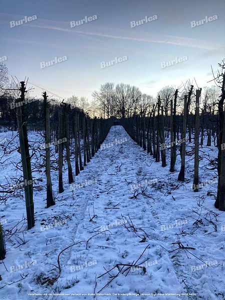 Beispielarbeit von Obstbaumschnitt & Gartenpflege Burlea - veröffentlicht auf Gartenbau.org