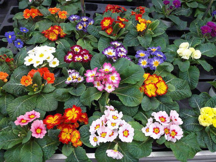Beispielarbeit von Blumen - Diezemann - veröffentlicht auf Gartenbau.org