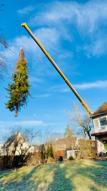 Beispielarbeit von Baumkonzept GmbH - veröffentlicht auf Gartenbau.org