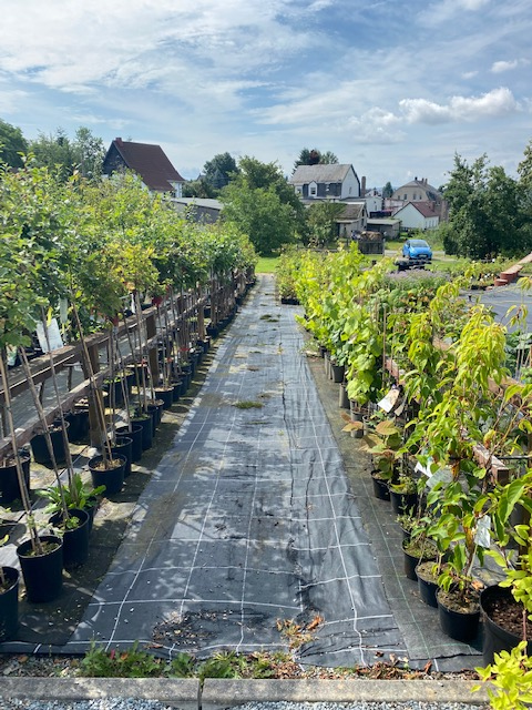 Beispielarbeit von Baumschule Feustel - veröffentlicht auf Gartenbau.org