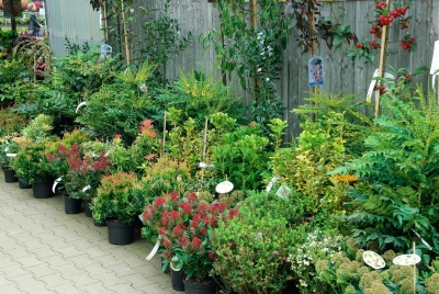 Beispielarbeit von Erzgebirgische Baumschulen Schurig - veröffentlicht auf Gartenbau.org