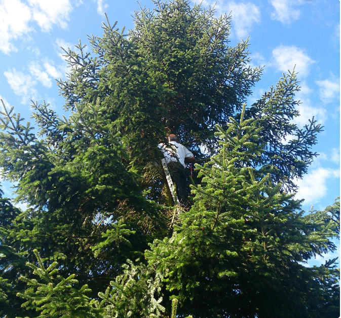 Beispielarbeit von Bäume und Sträucher Martin Mottier - veröffentlicht auf Gartenbau.org
