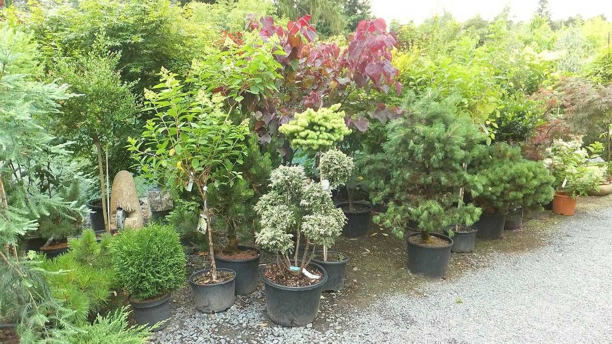Beispielarbeit von Bambus-Baumschule Ulrich Willumeit - veröffentlicht auf Gartenbau.org