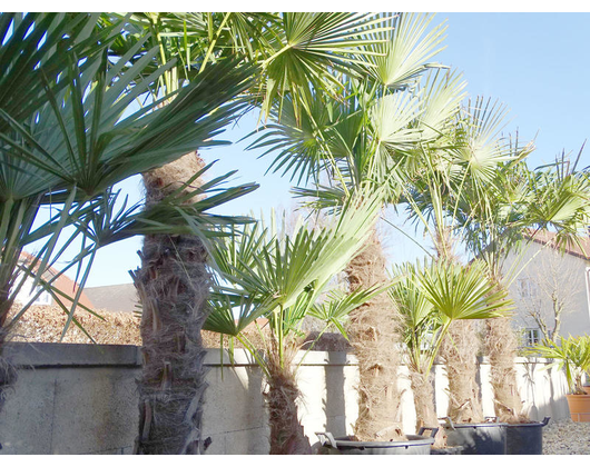Beispielarbeit von Der Palmenstadl - veröffentlicht auf Gartenbau.org