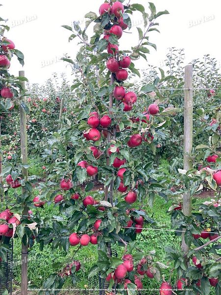 Beispielarbeit von Obstbaumschnitt & Gartenpflege Burlea - veröffentlicht auf Gartenbau.org