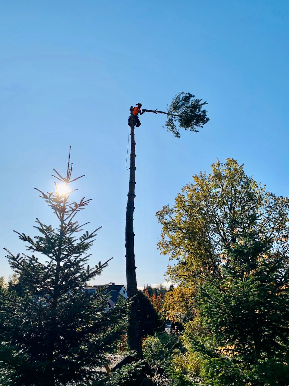 Beispielarbeit von Baumkonzept GmbH - veröffentlicht auf Gartenbau.org