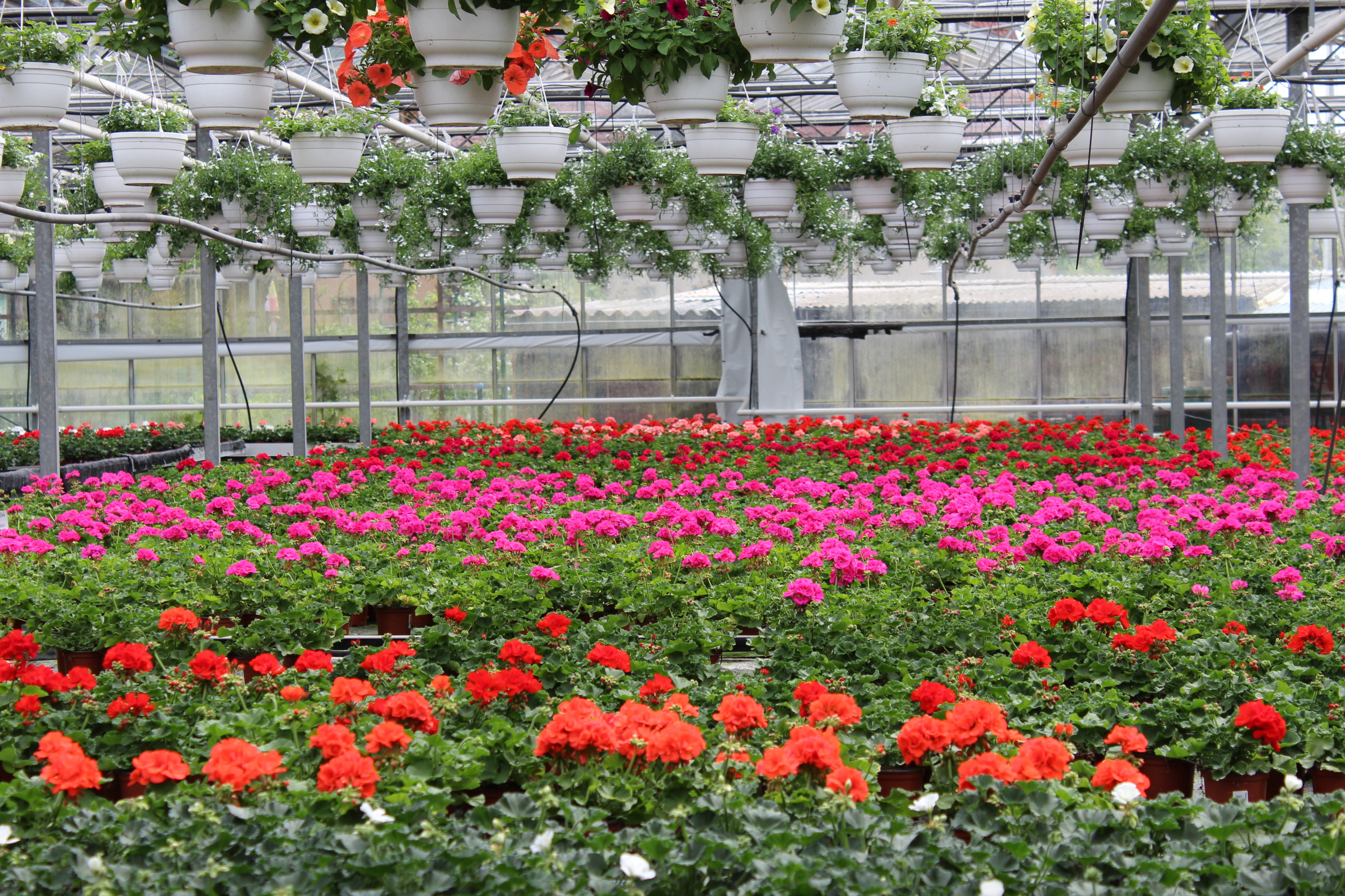 Beispielarbeit von Blumen Tümmers - veröffentlicht auf Gartenbau.org