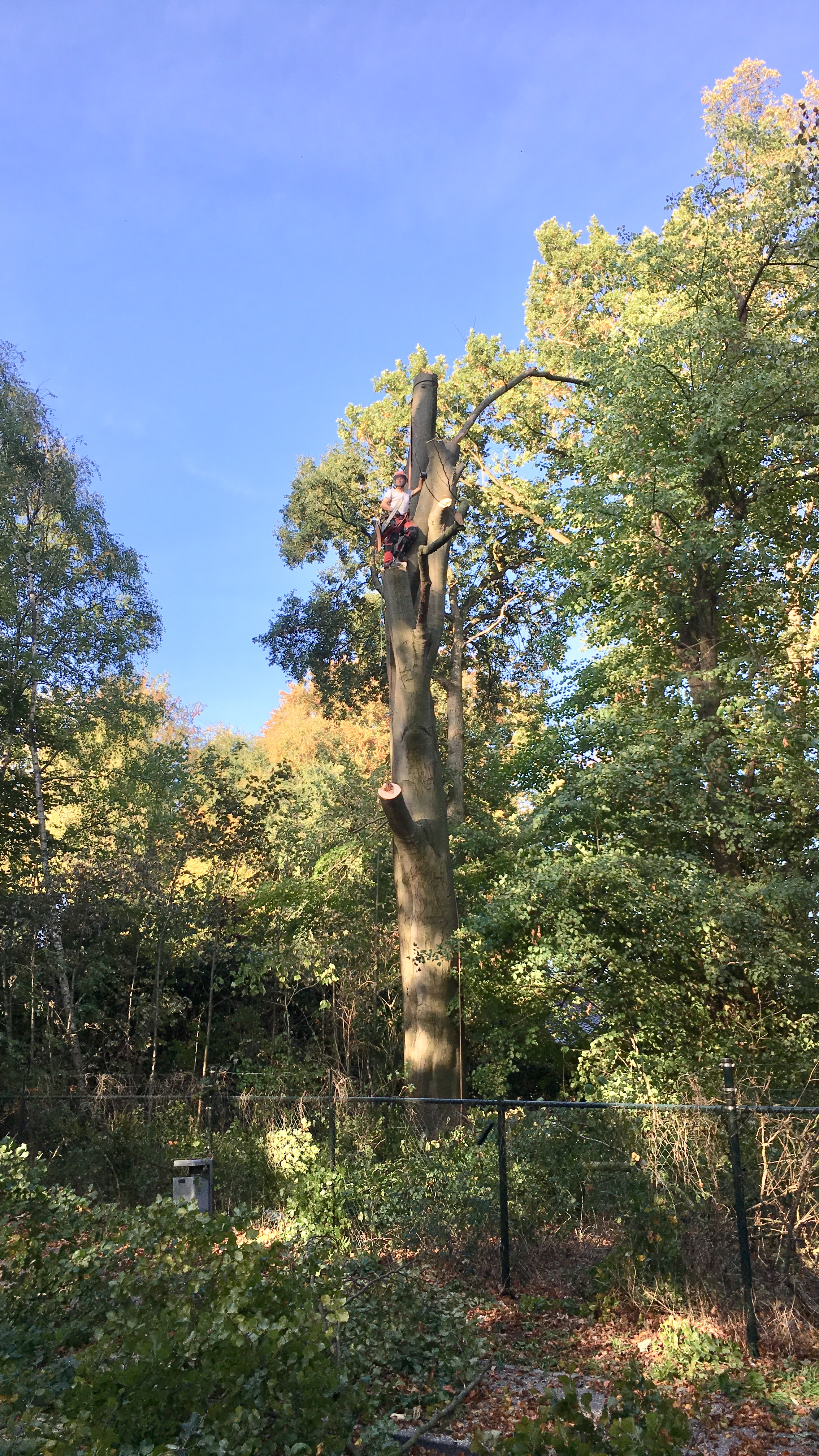 Beispielarbeit von Markus Siebers Baumpflege & Baumfällungen - veröffentlicht auf Gartenbau.org