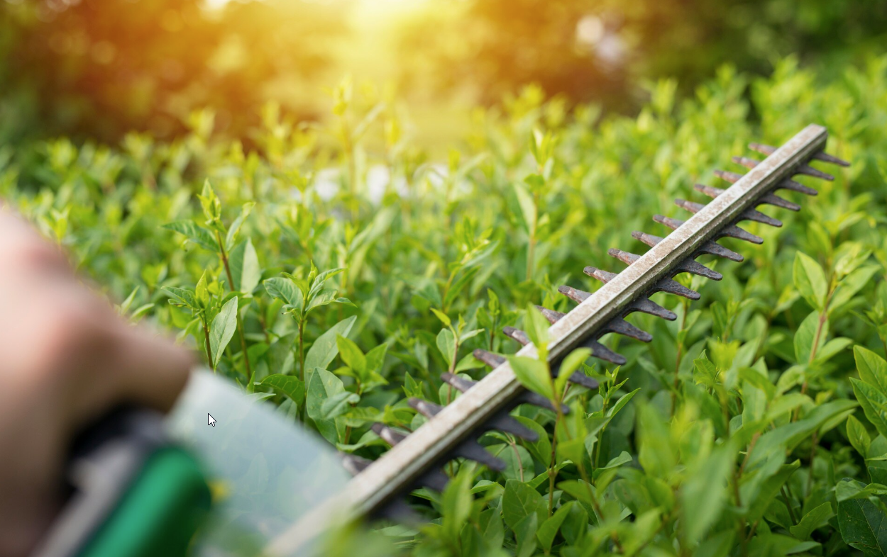 Grundgeiger Fachbetrieb für Baum und Garten cover image