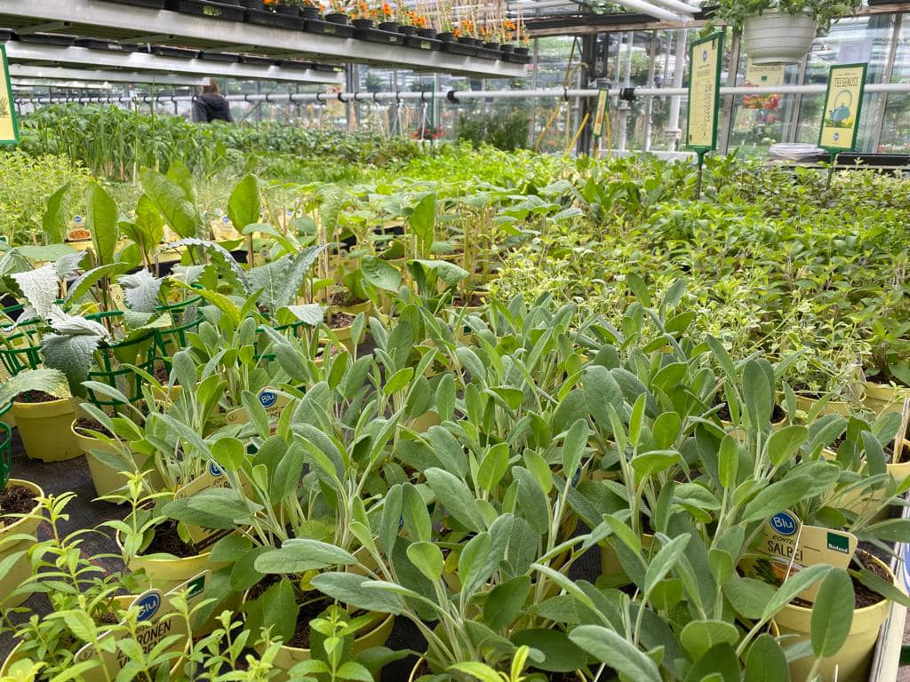 Beispielarbeit von Krischke GdbR Blumen Andreas und Ulrich - veröffentlicht auf Gartenbau.org