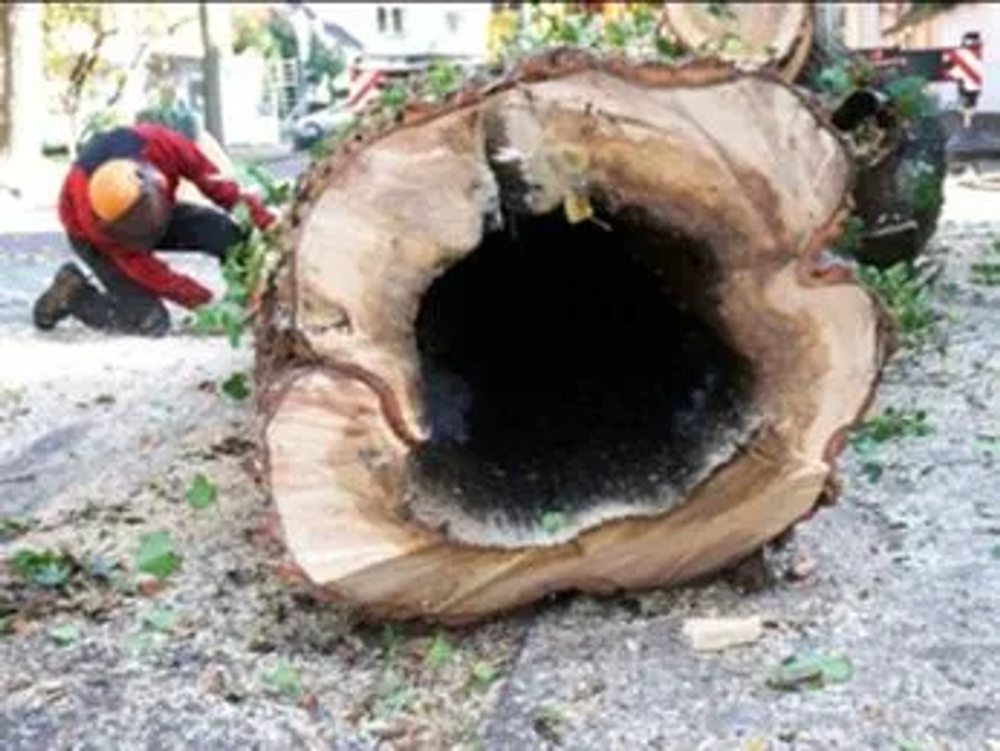 Beispielarbeit von Karl Behnke Baumpflege eG - veröffentlicht auf Gartenbau.org