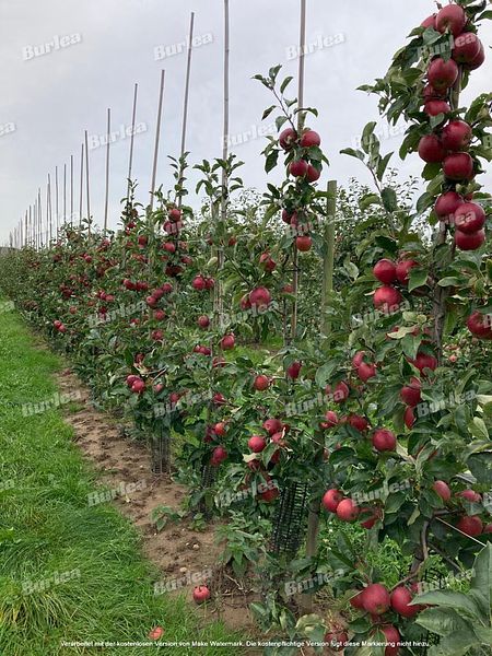 Beispielarbeit von Obstbaumschnitt & Gartenpflege Burlea - veröffentlicht auf Gartenbau.org