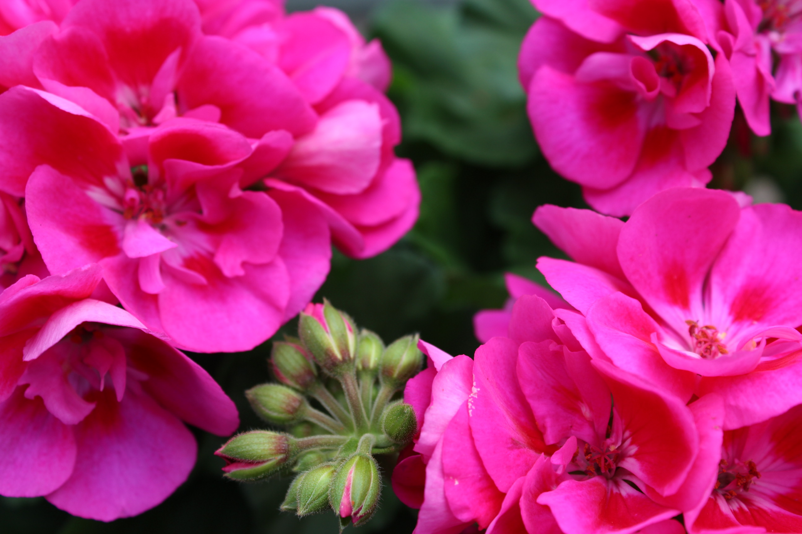 Beispielarbeit von Blumen Tümmers - veröffentlicht auf Gartenbau.org