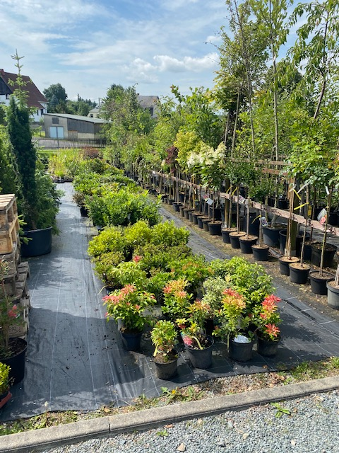 Beispielarbeit von Baumschule Feustel - veröffentlicht auf Gartenbau.org