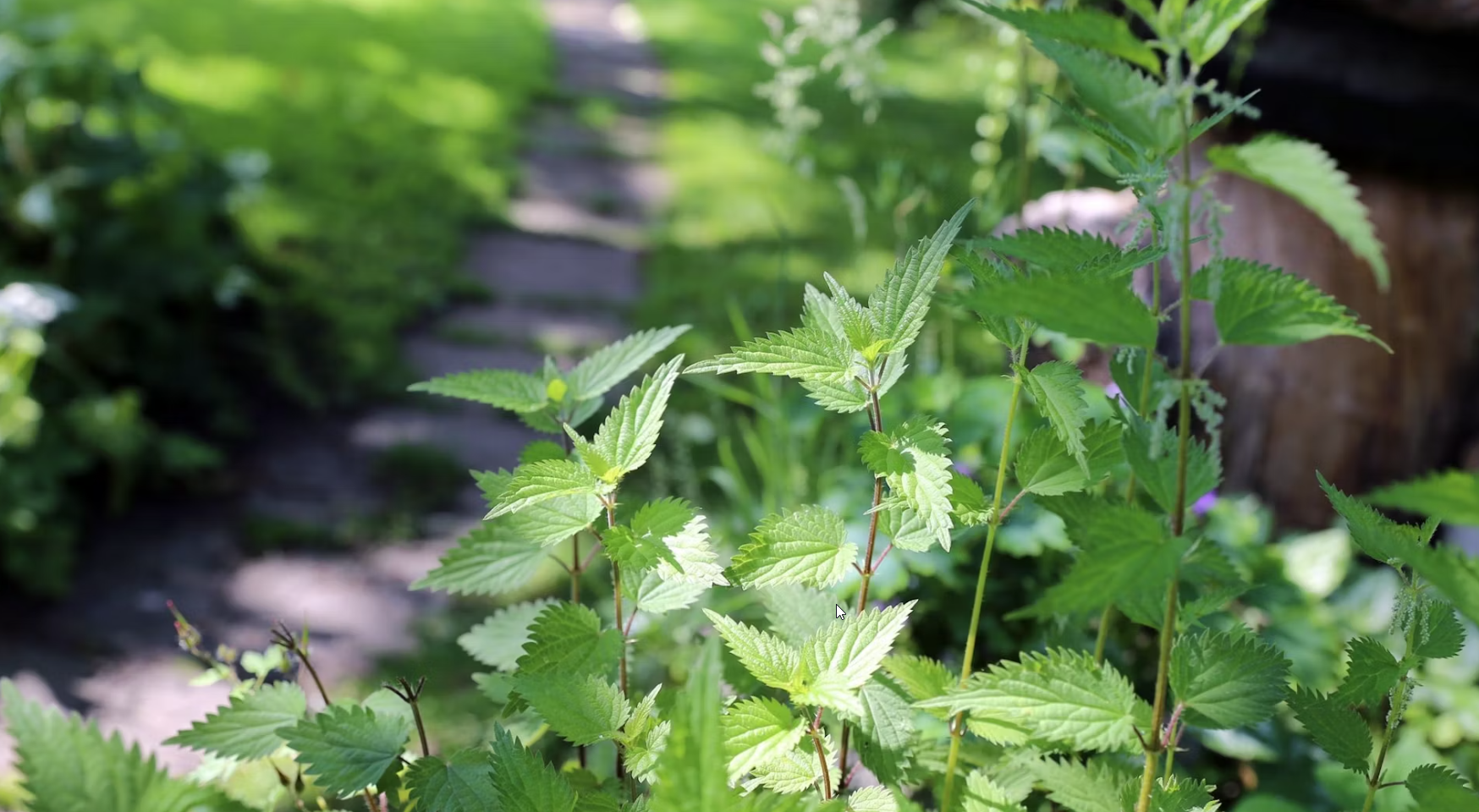 Wolf Schädlingsbekämpfung OHG cover image