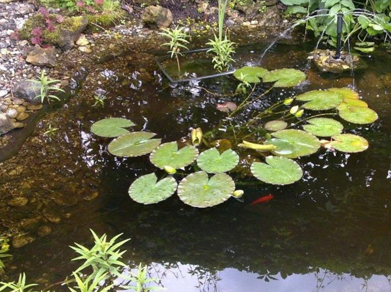 Beispielarbeit von Gala-Bau Murgas - veröffentlicht auf Gartenbau.org