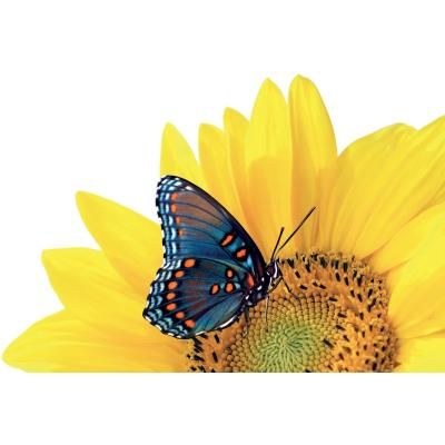 Logo der Firma Blumen Siebrecht aus Kassel auf dem Branchenportal Gartenbau.org