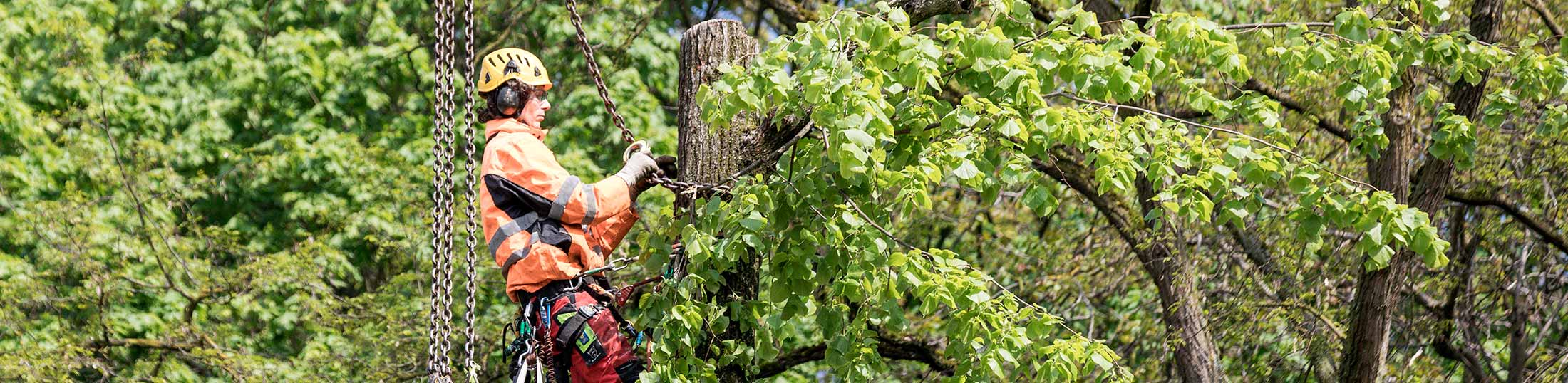Beispielarbeit von Nürnberger Baumpflege GmbH - veröffentlicht auf Gartenbau.org