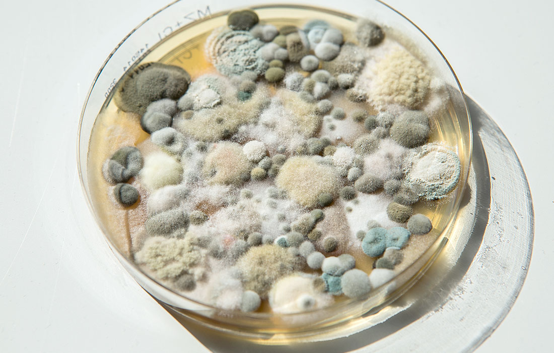 Beispielarbeit von Kiesewetter - Institut für Bautenschutz und Baubiologie - veröffentlicht auf Gutachter.org