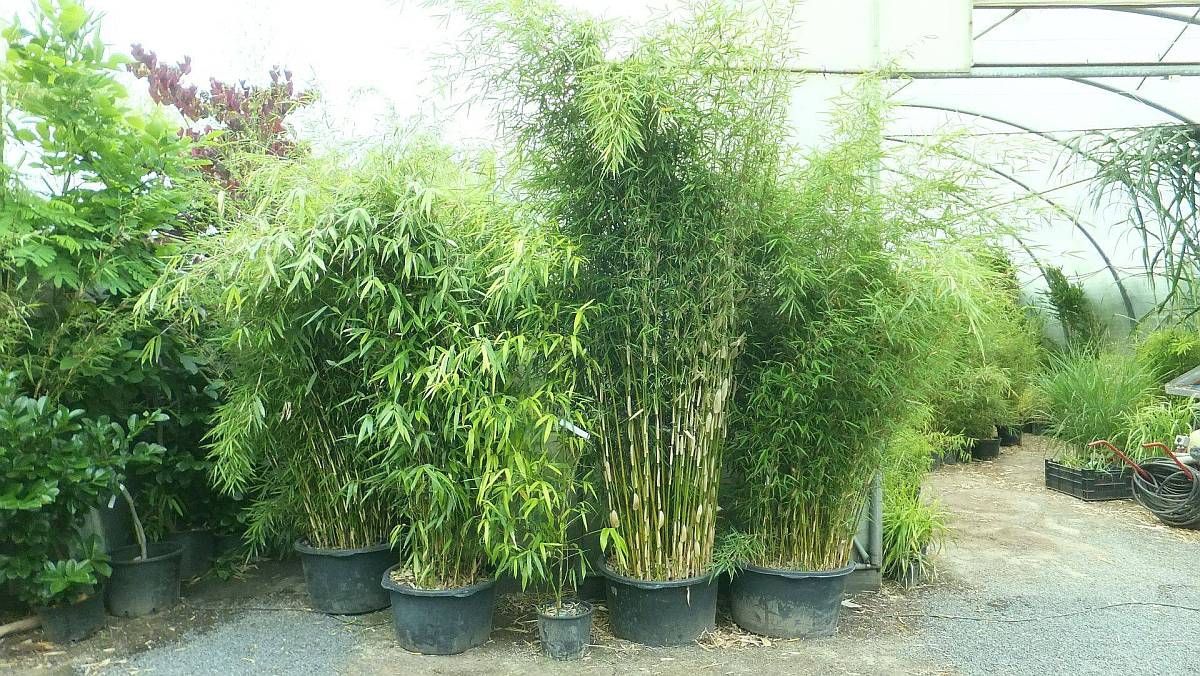 Beispielarbeit von Bambus-Baumschule Ulrich Willumeit - veröffentlicht auf Gartenbau.org