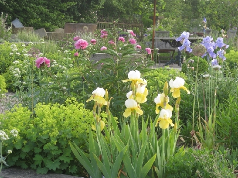 Beispielarbeit von Staudengärtnerei Andreas & Felix Augustin Gbr - veröffentlicht auf Gartenbau.org