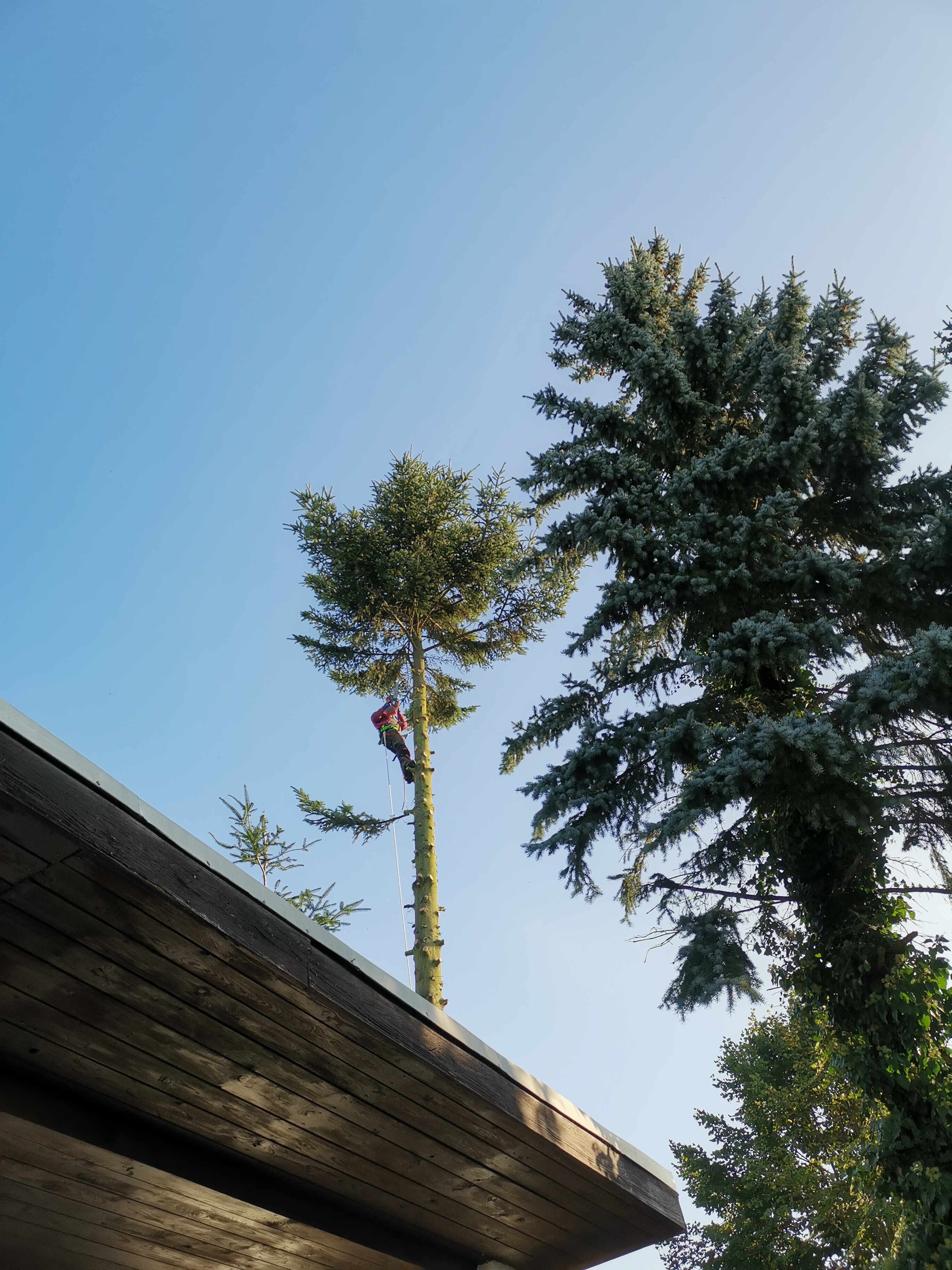 Beispielarbeit von Bernhard Hermsdorf Baumfällungen - veröffentlicht auf Gartenbau.org