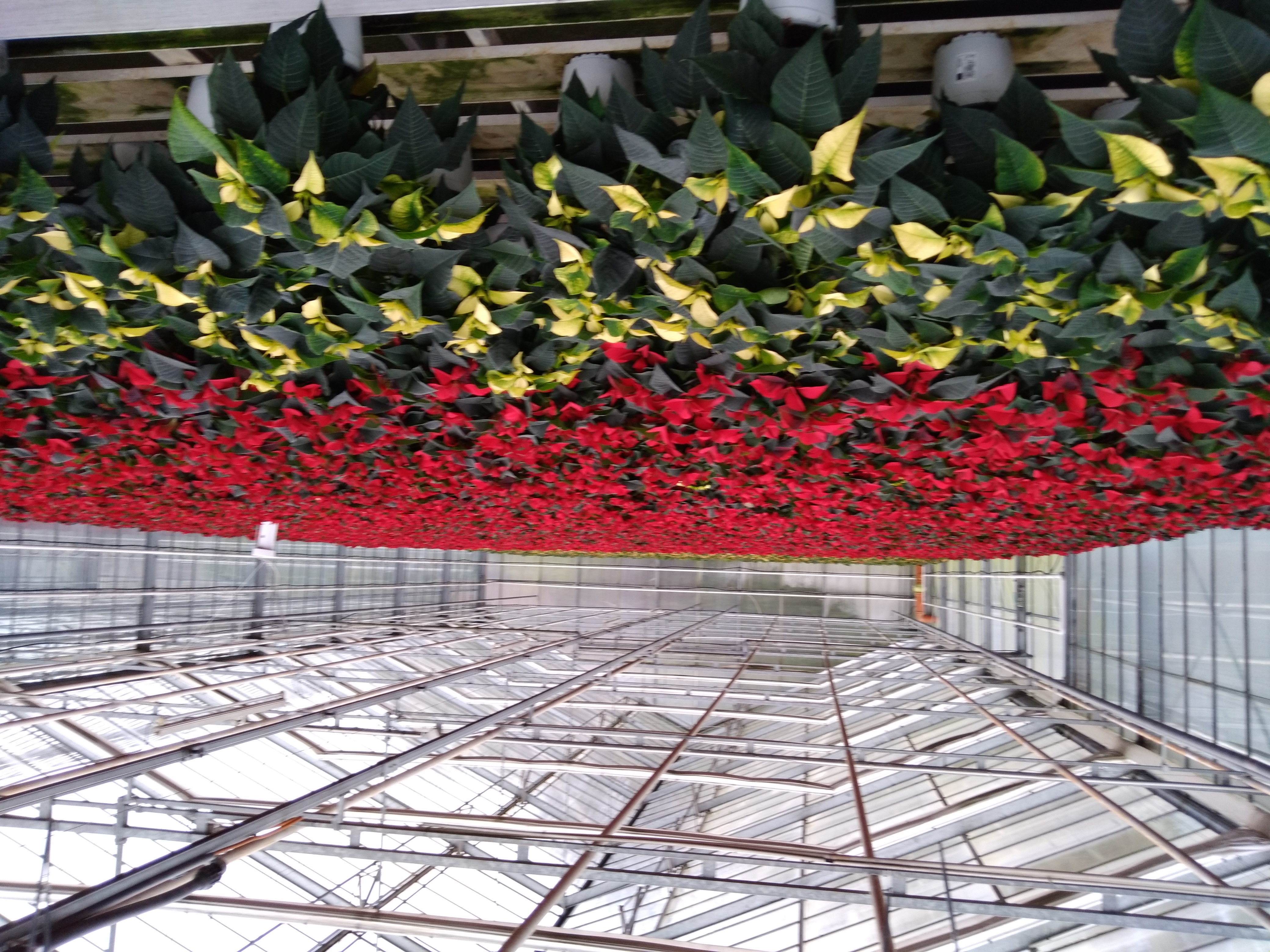 Beispielarbeit von Blumen Tümmers - veröffentlicht auf Gartenbau.org