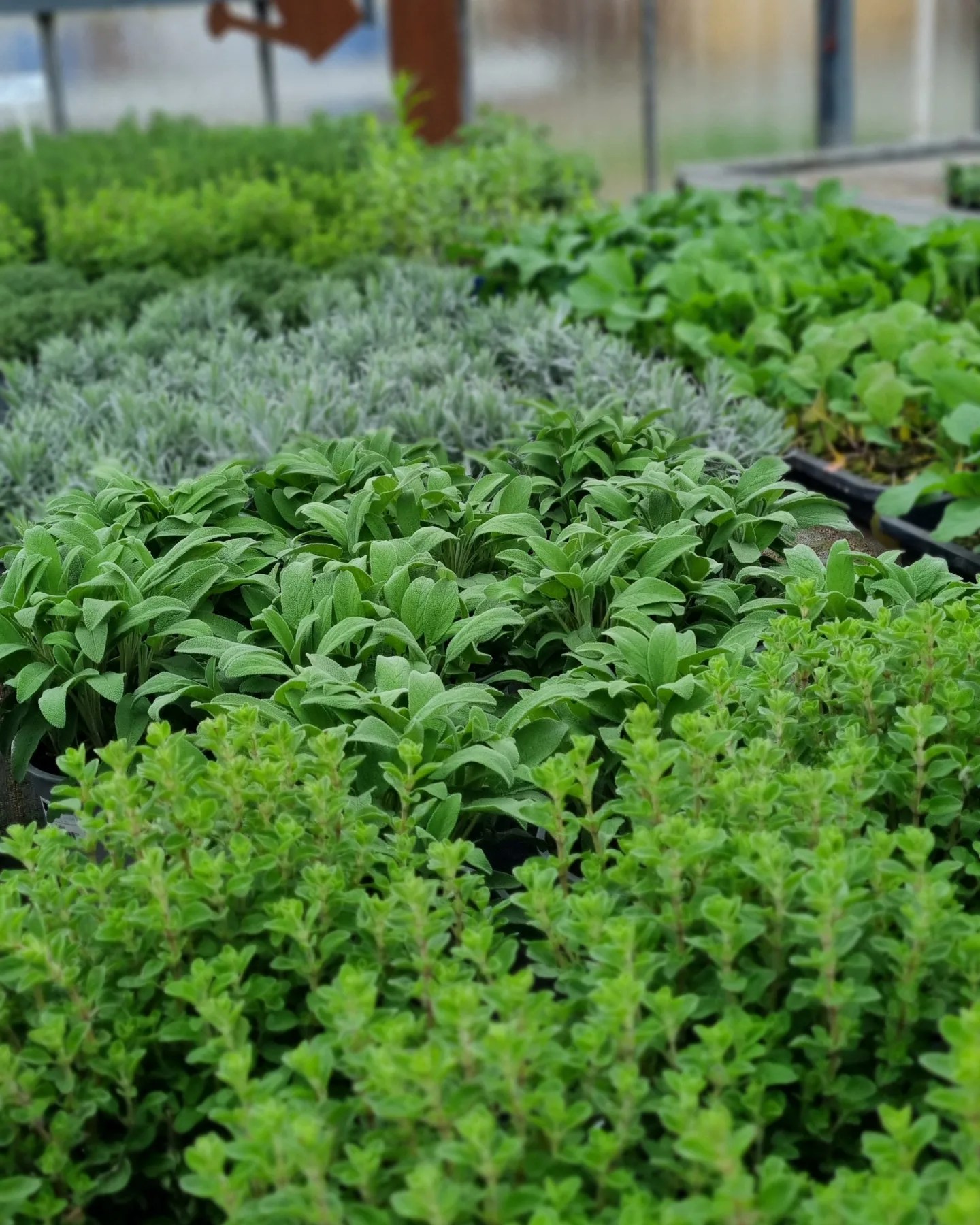 Beispielarbeit von Die Blumenwerkstatt Wilhelm Rippel - veröffentlicht auf Gartenbau.org