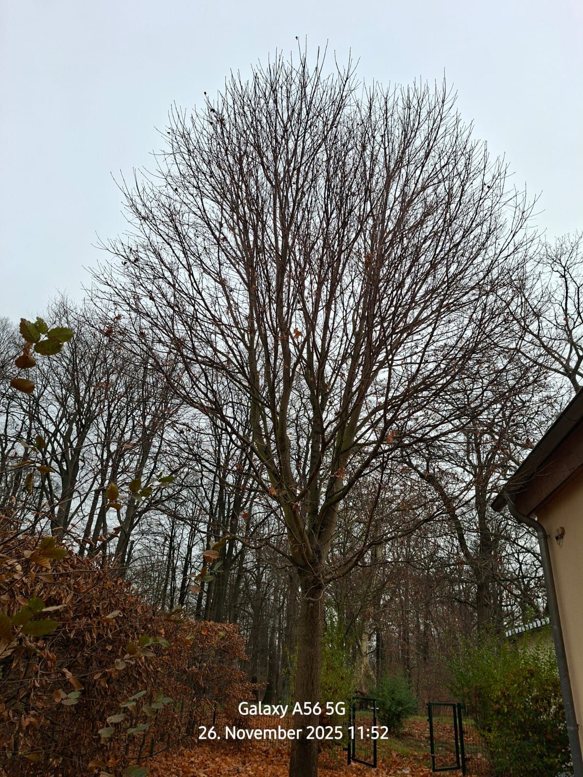 Beispielarbeit von WEGA Garten & Landschaft - veröffentlicht auf Gutachter.org
