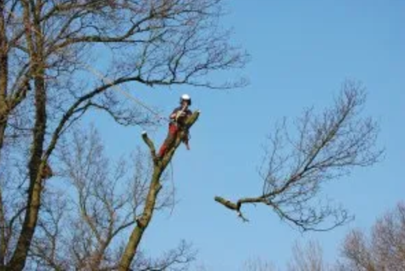 Beispielarbeit von Gala-Bau Murgas - veröffentlicht auf Gartenbau.org