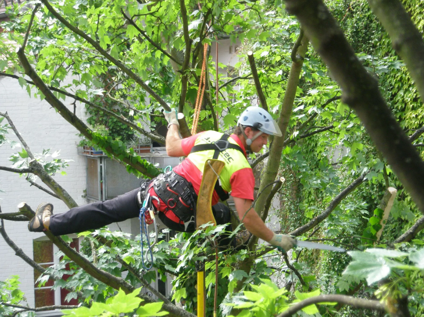 Beispielarbeit von A.R.C.Tec Baumgutachten, Baumpflege - veröffentlicht auf Gartenbau.org