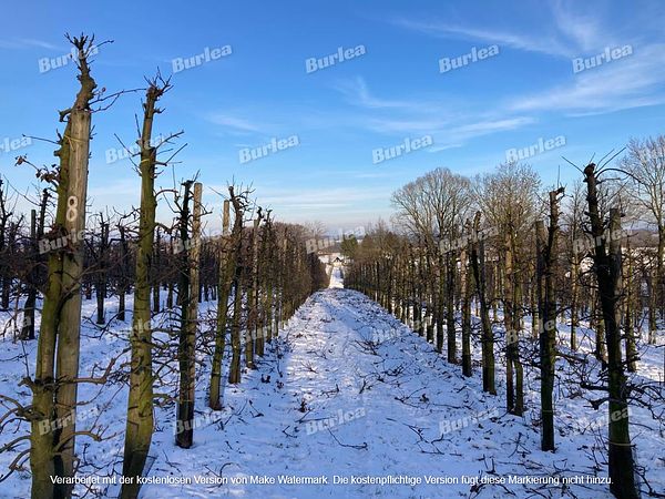 Beispielarbeit von Obstbaumschnitt & Gartenpflege Burlea - veröffentlicht auf Gartenbau.org