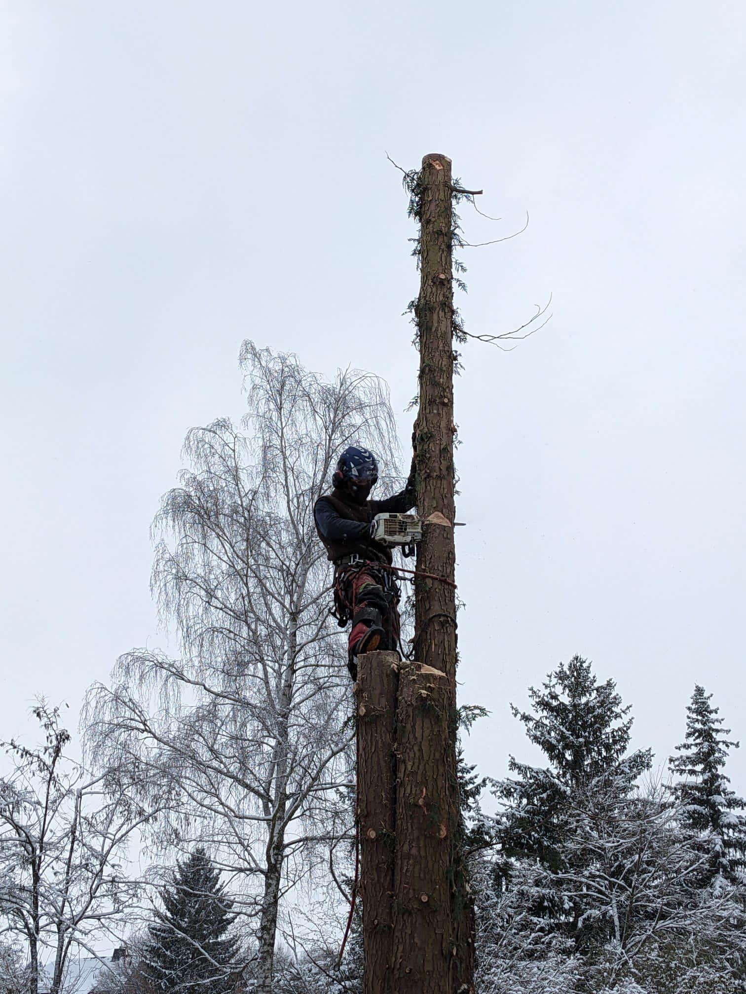 Beispielarbeit von Baumdienst mit Seilzugangstechnik Bruchholz - veröffentlicht auf Gartenbau.org