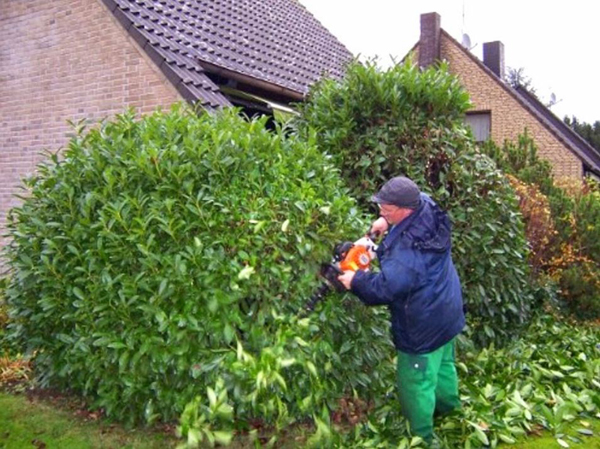 Beispielarbeit von Kamp Andreas - veröffentlicht auf Gartenbau.org