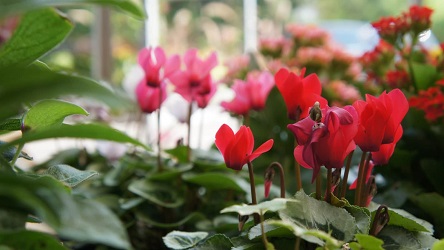 Beispielarbeit von Olivers Blumenmanufaktur in Haar - veröffentlicht auf Gartenbau.org