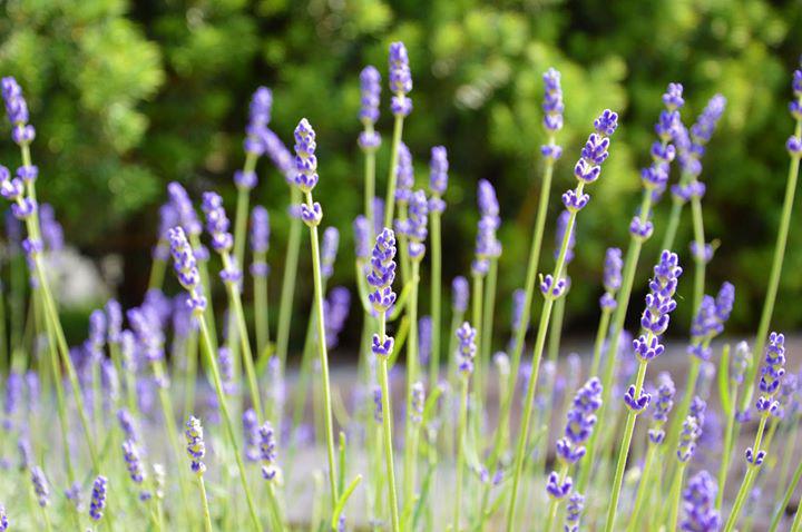 Beispielarbeit von Zöller Garten- und Landschaftsbau - veröffentlicht auf Gartenbau.org