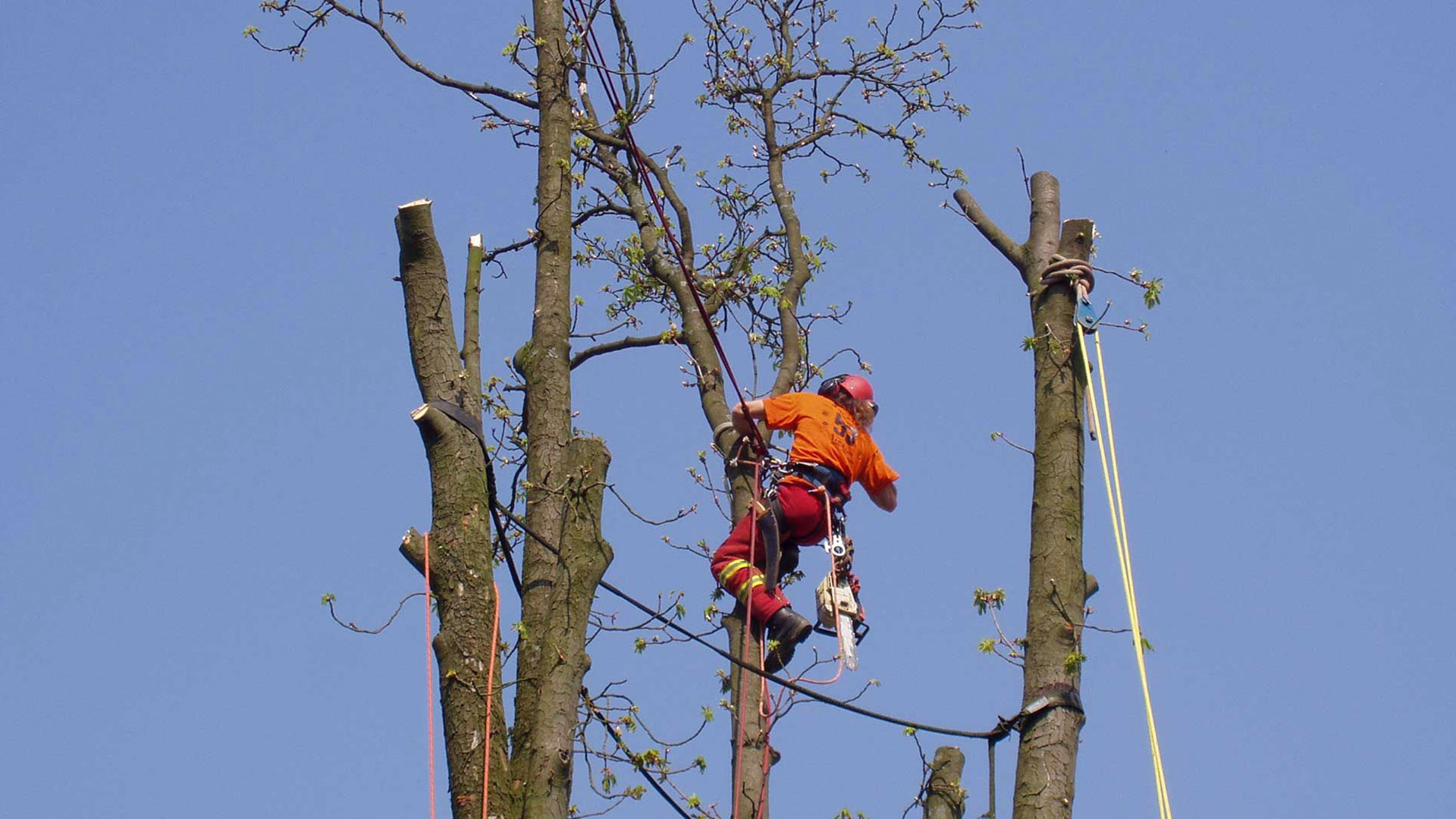 Beispielarbeit von Karl Behnke Baumpflege eG - veröffentlicht auf Gartenbau.org