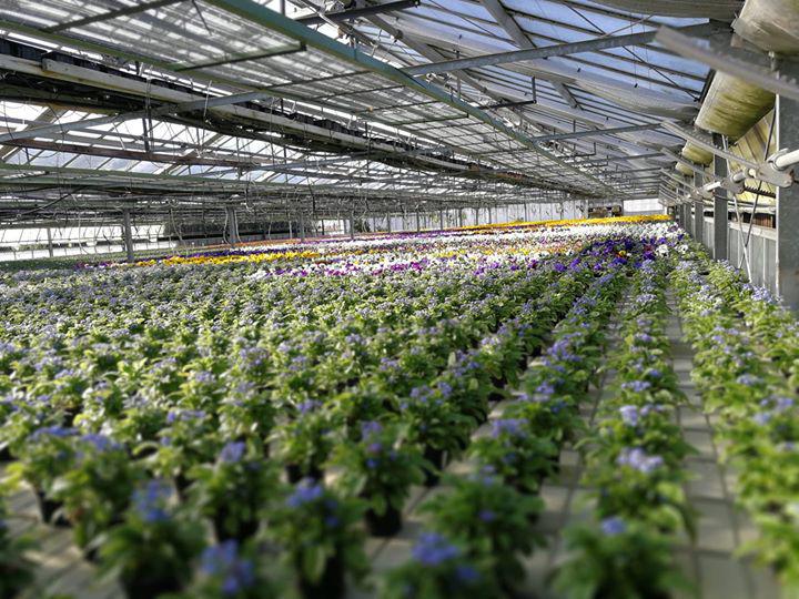 Beispielarbeit von Gärtnerei Gerhardt - veröffentlicht auf Gartenbau.org