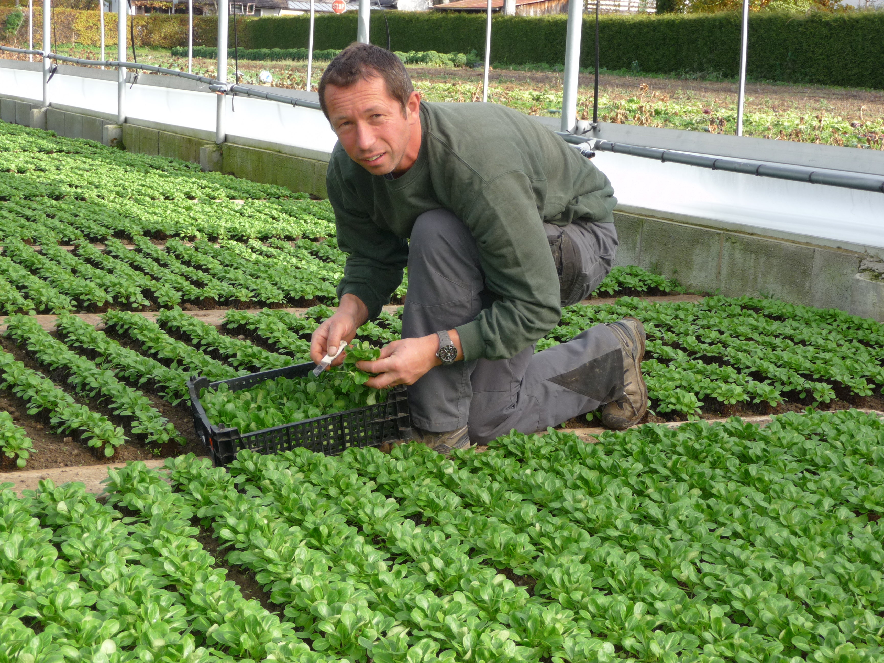 Beispielarbeit von Gärtnerei & Floristik Josef Streicher - veröffentlicht auf Gartenbau.org