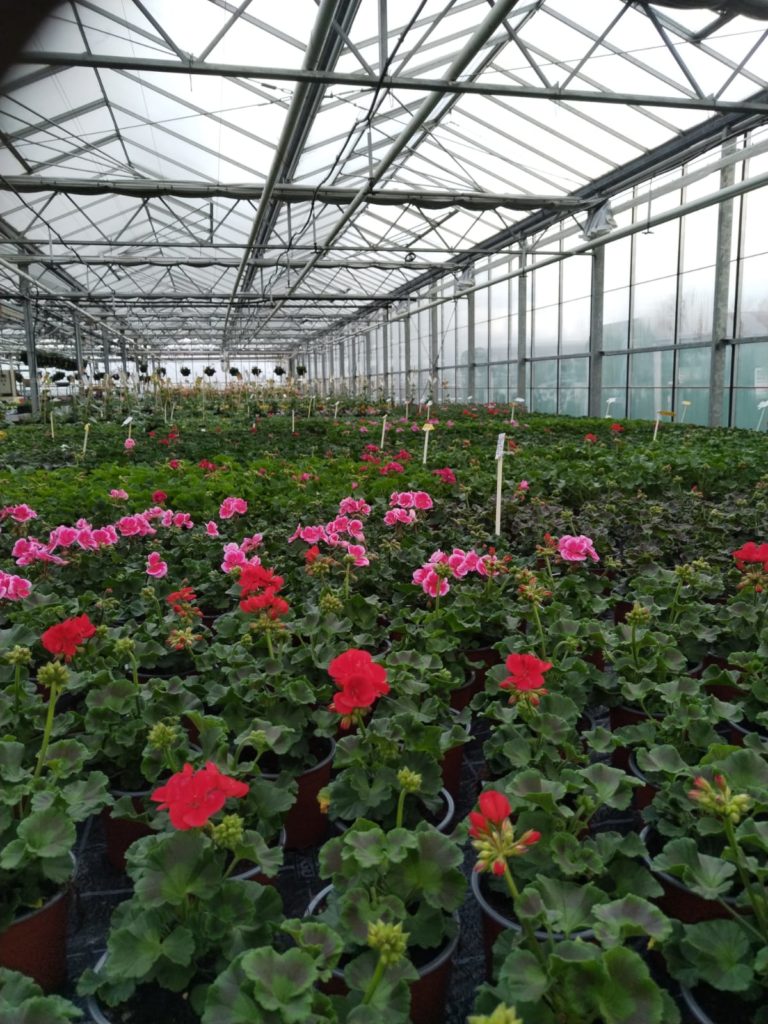 Beispielarbeit von Gärtnerei Lange - veröffentlicht auf Gartenbau.org