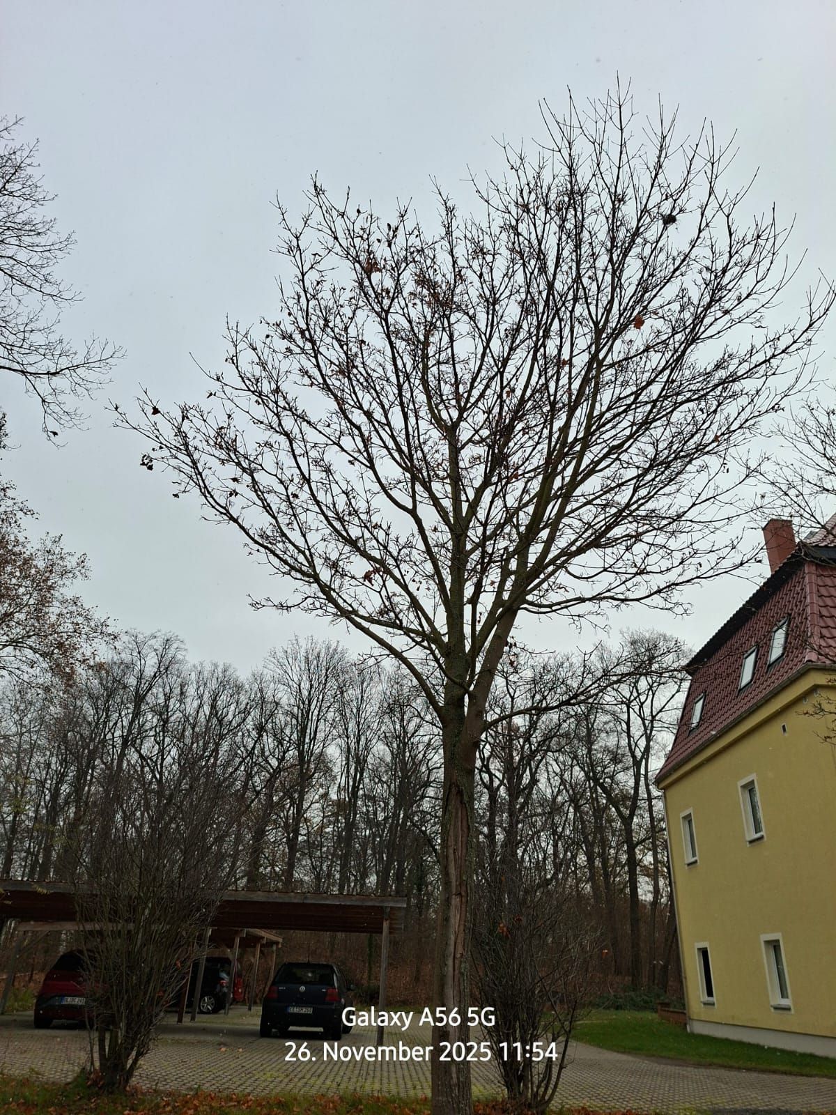 Beispielarbeit von WEGA Garten & Landschaft - veröffentlicht auf Gutachter.org