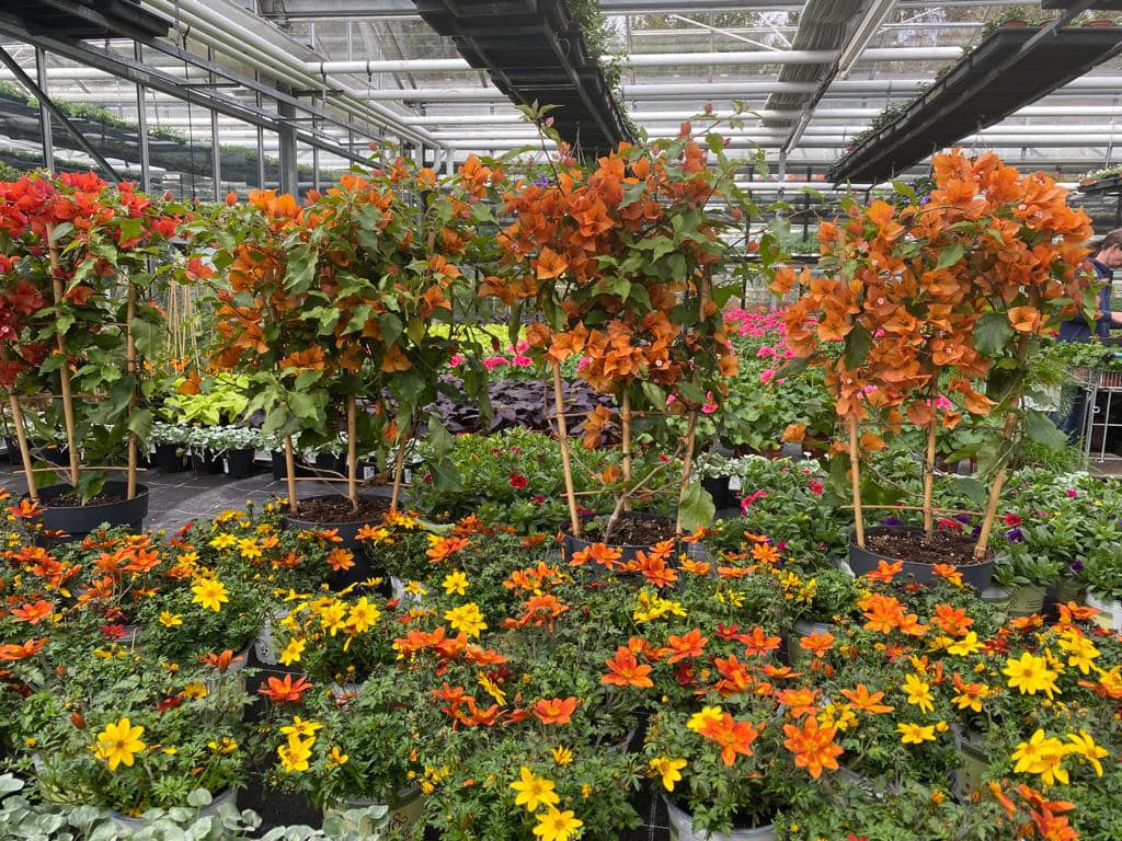 Beispielarbeit von Krischke GdbR Blumen Andreas und Ulrich - veröffentlicht auf Gartenbau.org